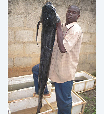 Record photograph for Protopterus aethiopicus